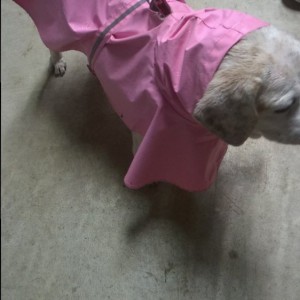 Sandy New Raincoat 2